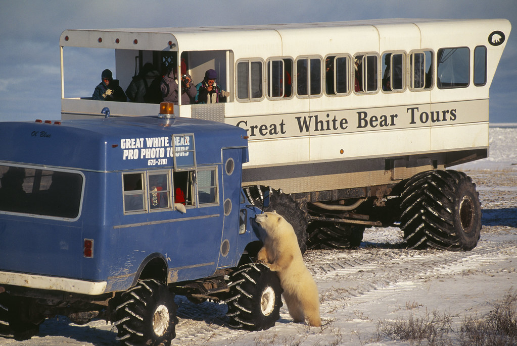 Polar Bear and ecotourism, Canada