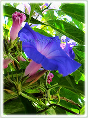 Ipomoea indica (Morning Glory, Blue Morning Glory, Oceanblue Morning Glory, Blue Dawn Flower) with funnel-shaped flower and bud, 5 Aug 2011