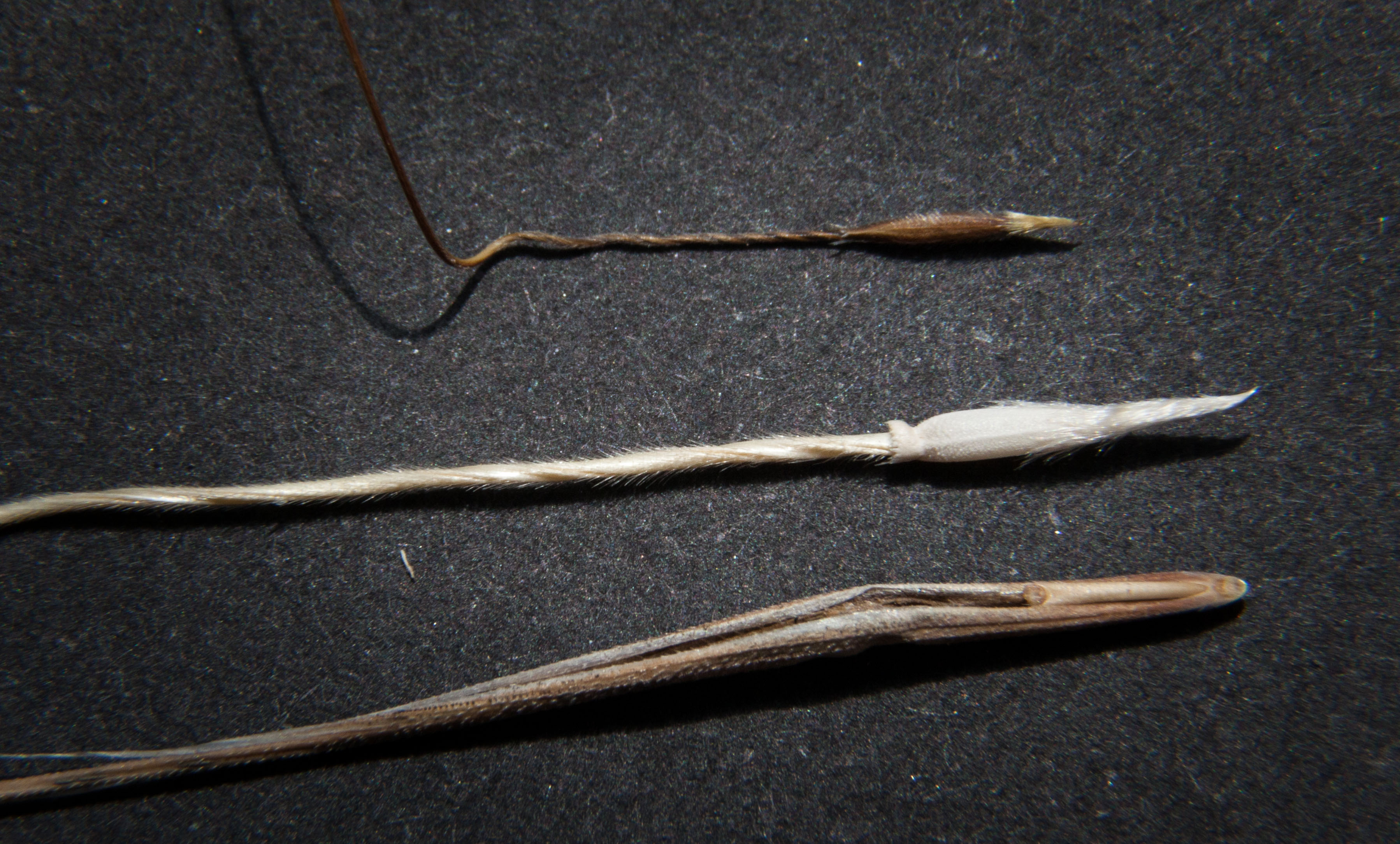 Comparison of common needlegrass and CNG. The main difference is the seedhead collar on CNG seed and its absence in the common needle grass seeds. 