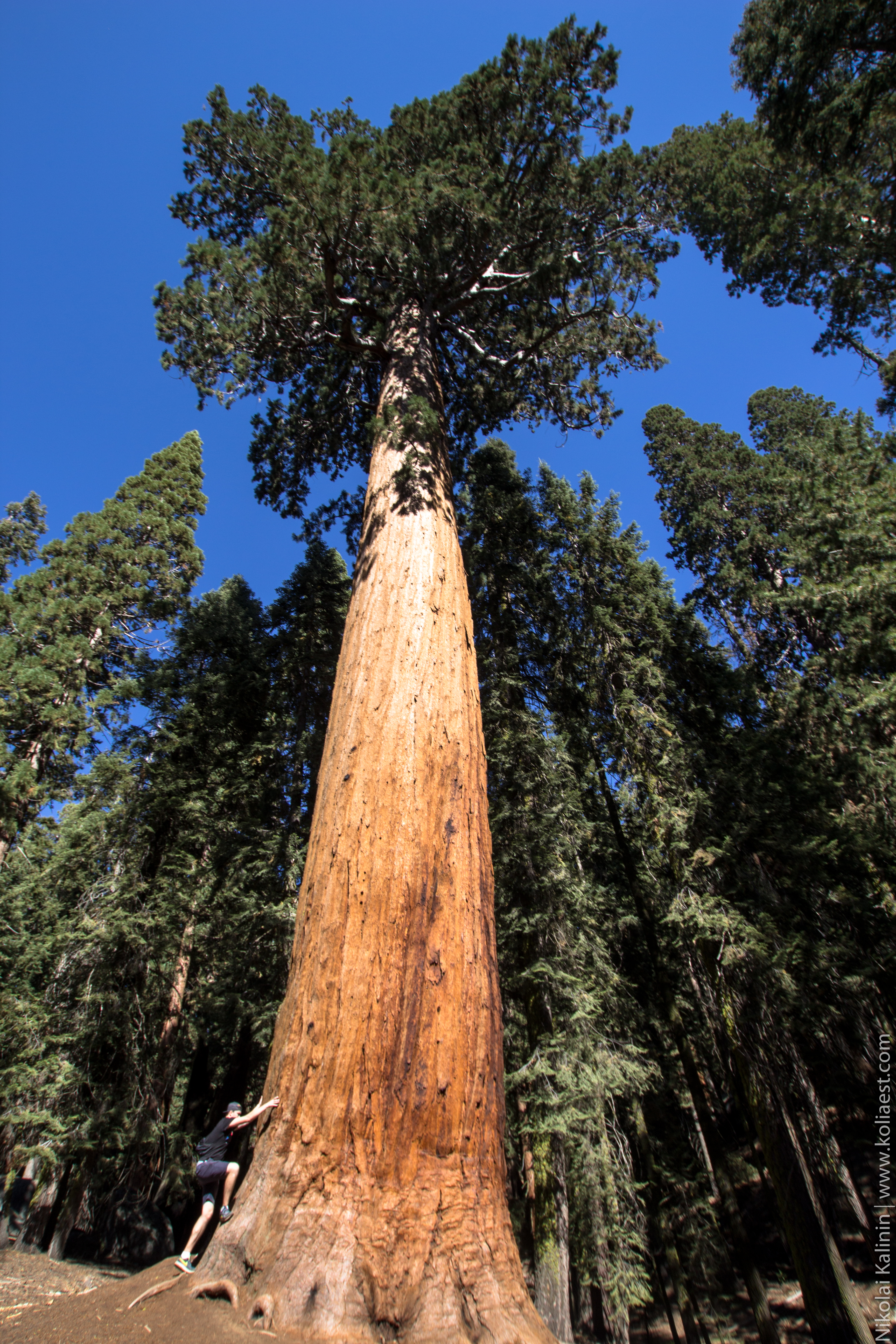 Sequoia-84