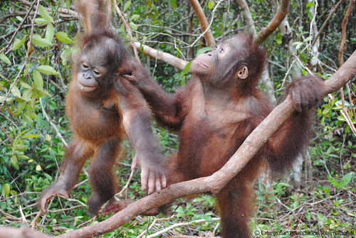 Orangutan Foundation International Holland & Trudeau