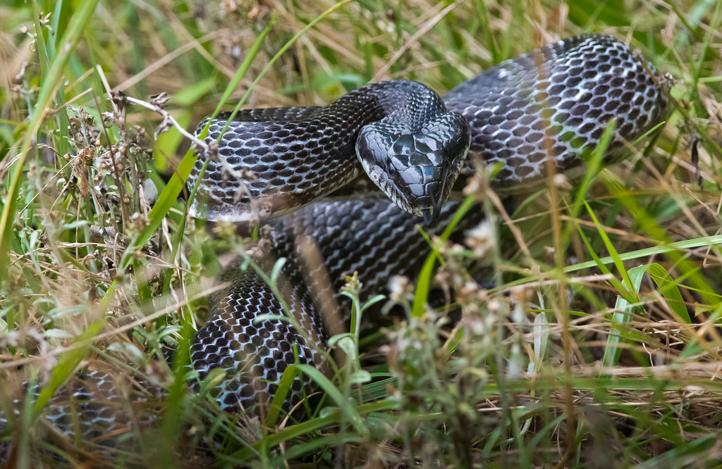 My friend found this snake in North Carolina : r/WTF