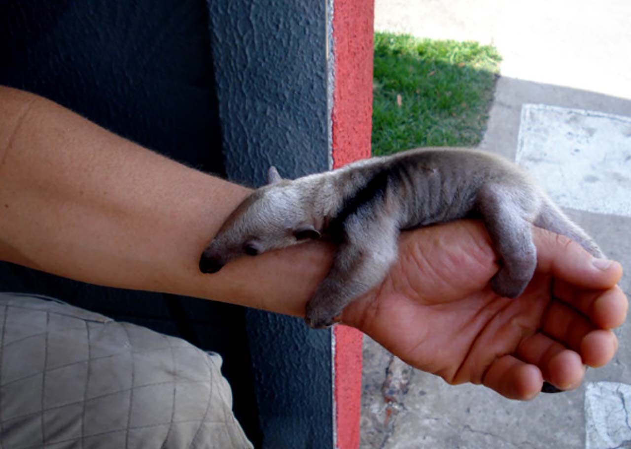 27 Adorable & Tiny Animals That Are Too Cute To Handle #9: Anteater