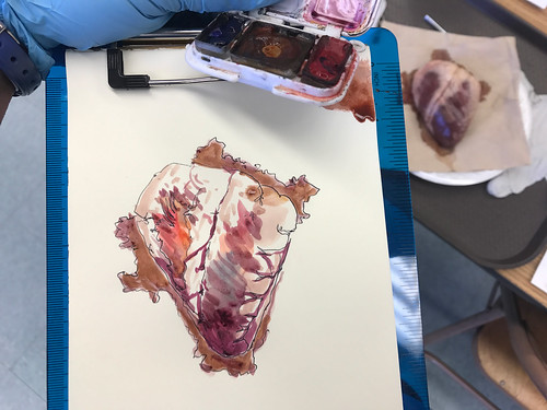 Sketchvook #102: Dissecting Sheep's Heart at School