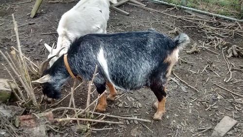 pregnant goat Mar 17 (4)