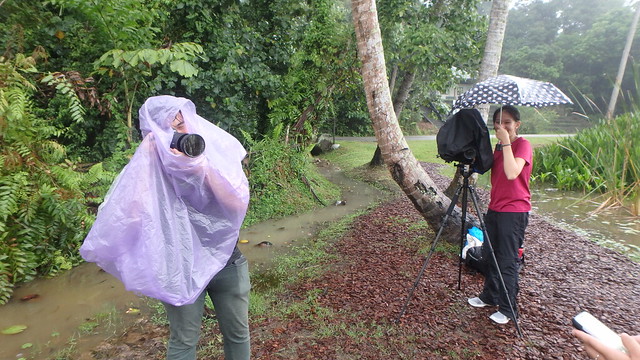 Rachel Quek's team filming the Restore Ubin Mangroves (R.U.M.) Initiative