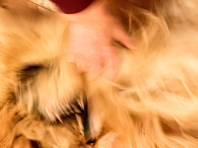 Furry Abstract