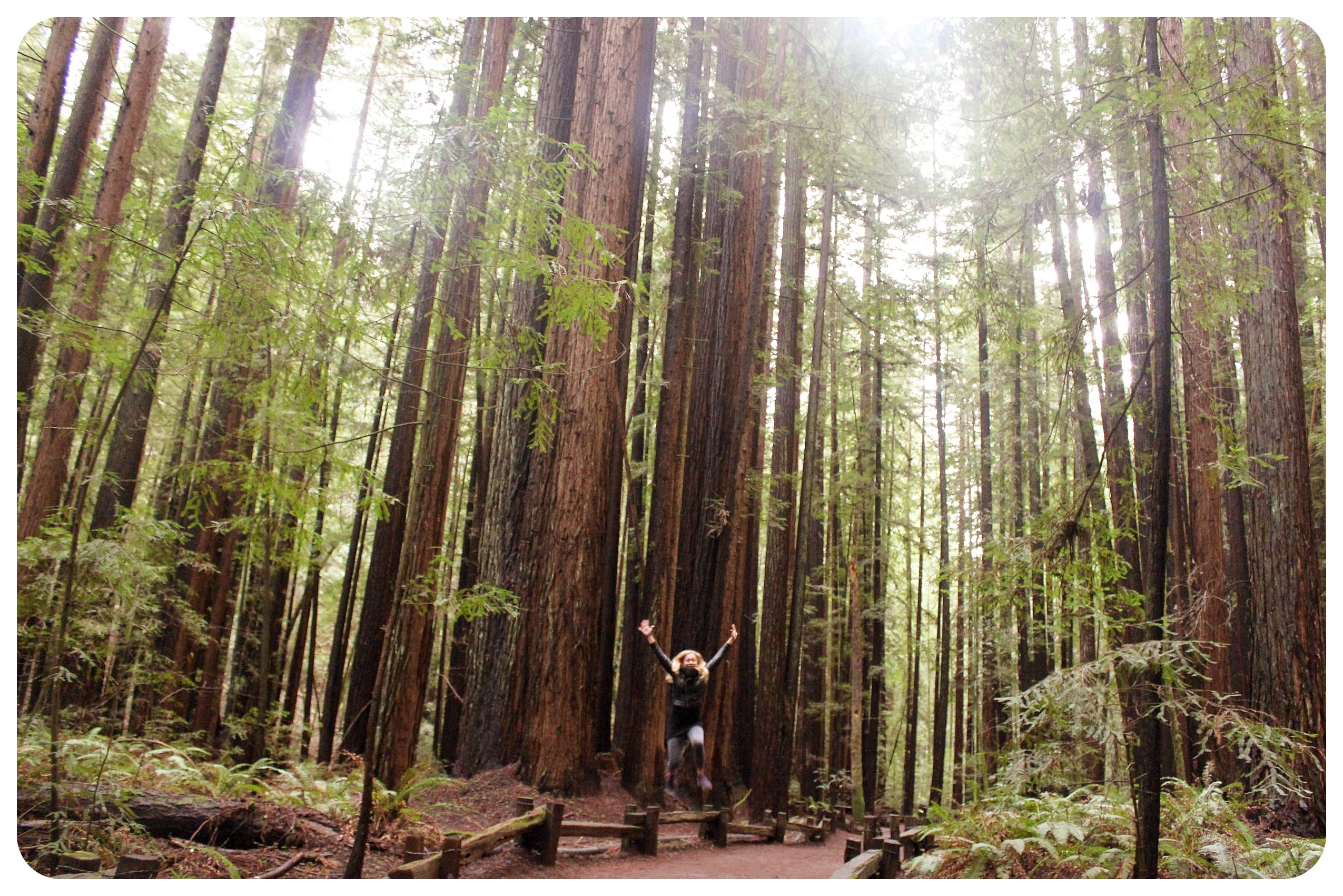 armstrong redwoods dani jump