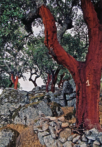 Cork trees in Portugal with a number on it; the number represents the year (in this case, 2001) the tree was last peeled of its bark