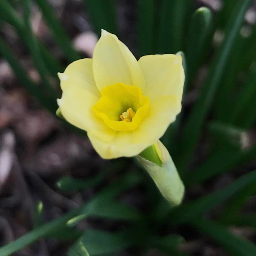 My first narcissus of the year. This petite bloom is about the size of a US nickel. #suzimandyphotochallenge #naturephotooff #unfiltered #naturepics #naturemacro #naturephoto #naturephotography #narcissus #flowergram #flowerstagram #flowersofinstagram #fl