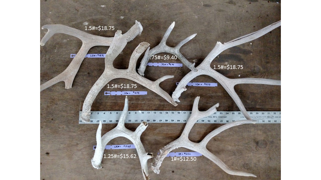 shed antlers rustic