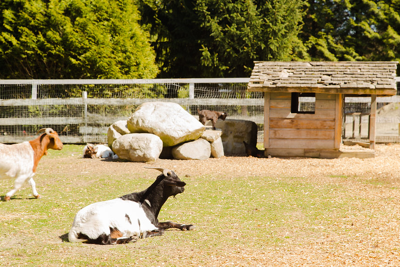 Goats at the farm