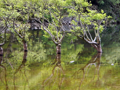 Reflections of happy drowned trees in the reservoir on the Precipice Walk in Dongellau, Wales