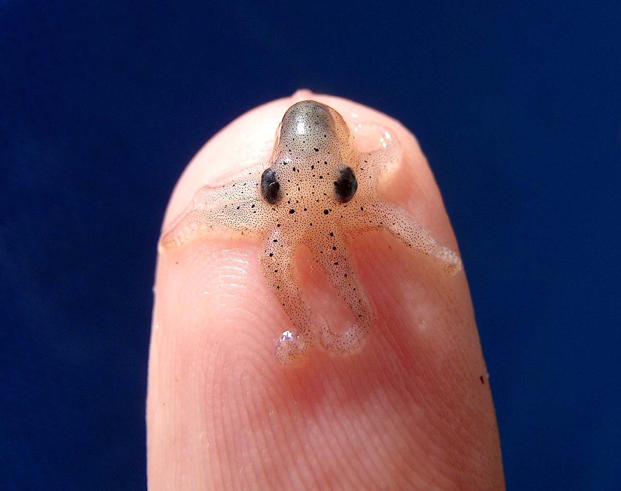 27 Adorable & Tiny Animals That Are Too Cute To Handle #18: Octopus