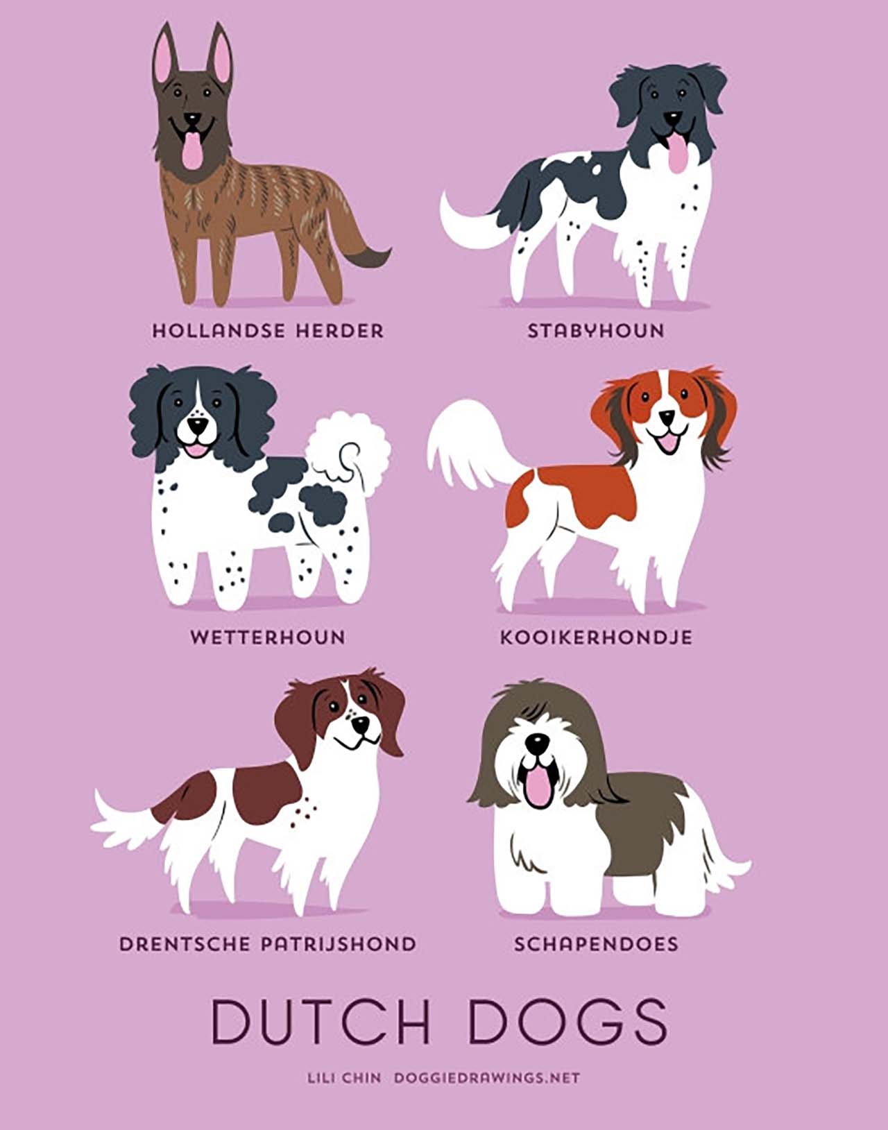 Origin Of Dogs: Cute Illustration By Lili Chin Show Where Dog Breeds Originating From #11: Dutch Dogs