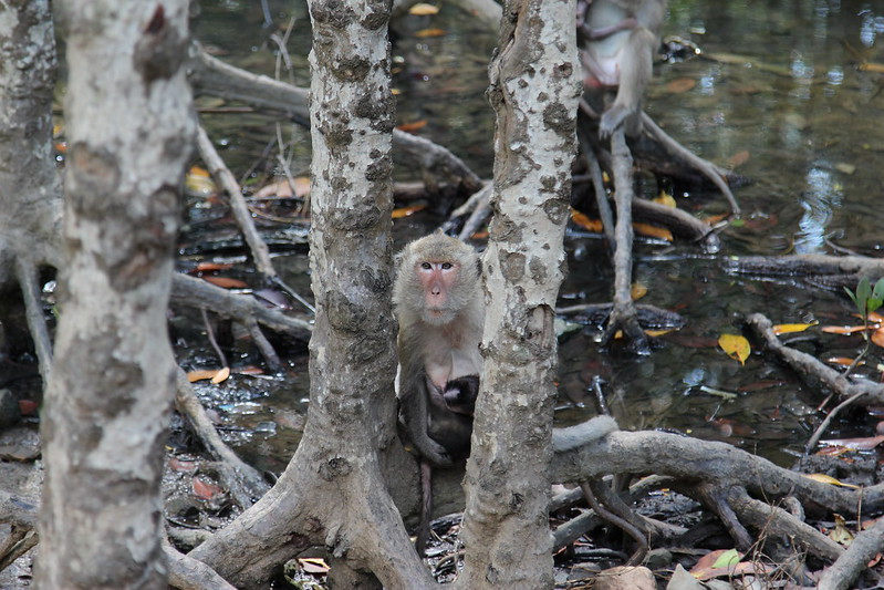 Monkeys at the Cần Giờ Mangrove Forest