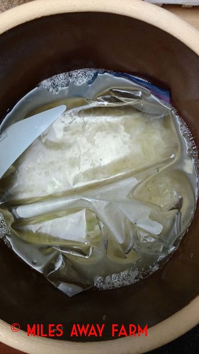 Kraut covered with water bag