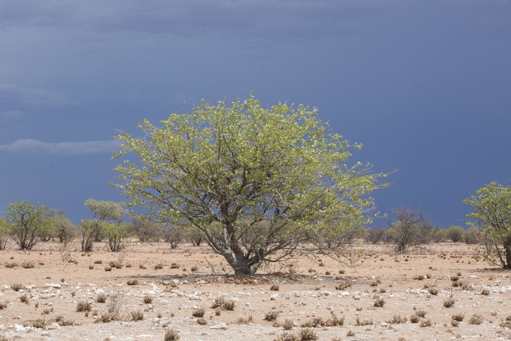 Damaraland   Namibia