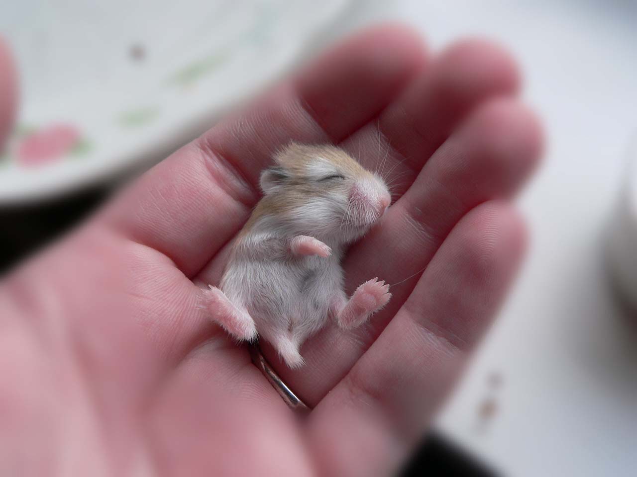 27 Adorable & Tiny Animals That Are Too Cute To Handle #21: Rat