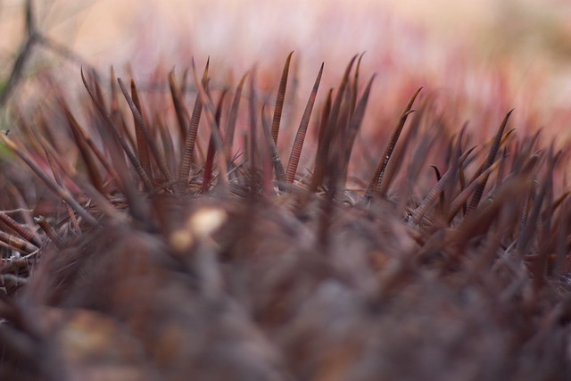 Barrel Cactus Needles