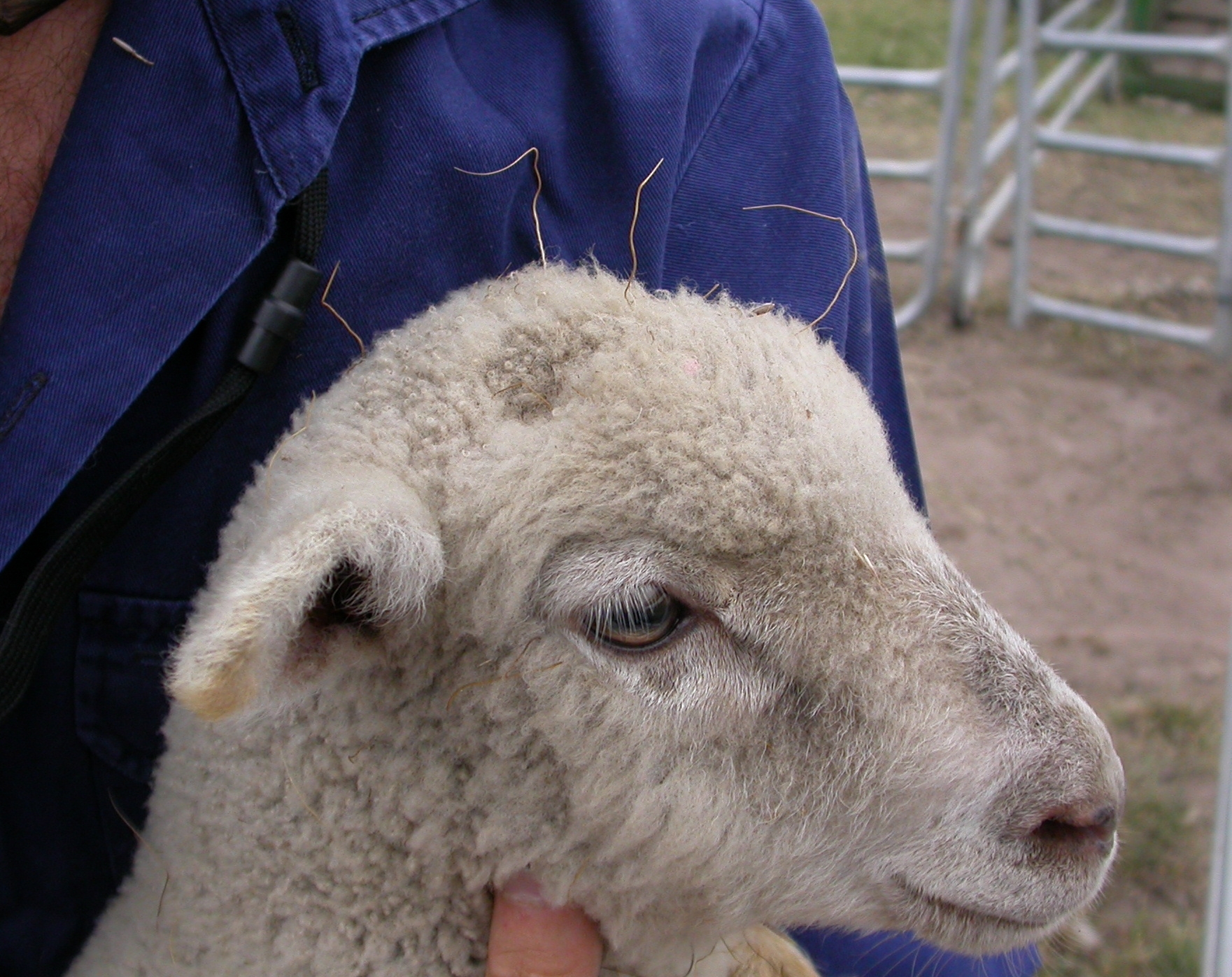 You can see the tail of the Chilean needle grass seed attached to the lamb head