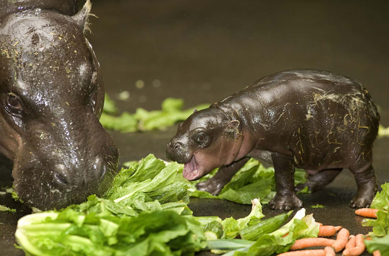 27 Adorable & Tiny Animals That Are Too Cute To Handle #16: Baby Hippo