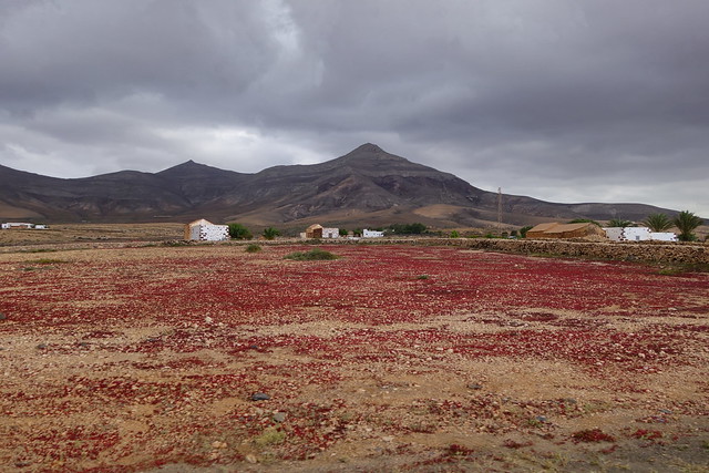 La Oliva, el Puertito de los Molinos y Volcán Calderón Hondo (ruta a pie). - Fuerteventura (Islas Canarias). La isla de las playas y el viento. (37)