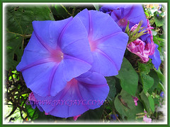Ipomoea indica (Morning Glory, Blue Morning Glory, Oceanblue Morning Glory, Blue Dawn Flower) with beautiful purple flowers, 15 Aug 2014
