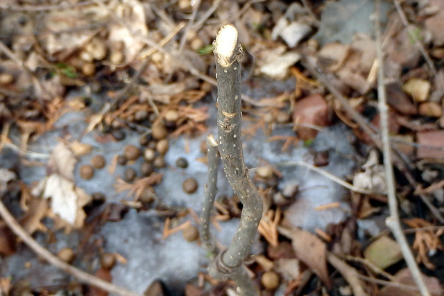 small woody stem cut off several inches from the ground