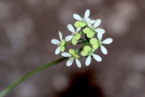 Pelargonium ochroleucum