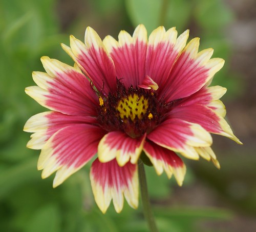 indian blanket flower (Gaillardia pulchella)
