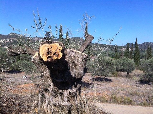 photo of ancient olive tree