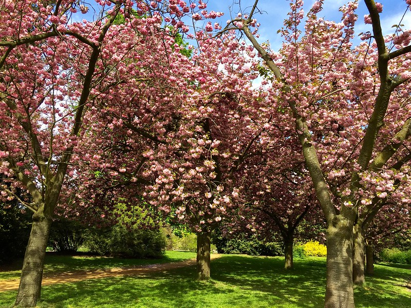 Kensington Gardens 2017 cherry blossom