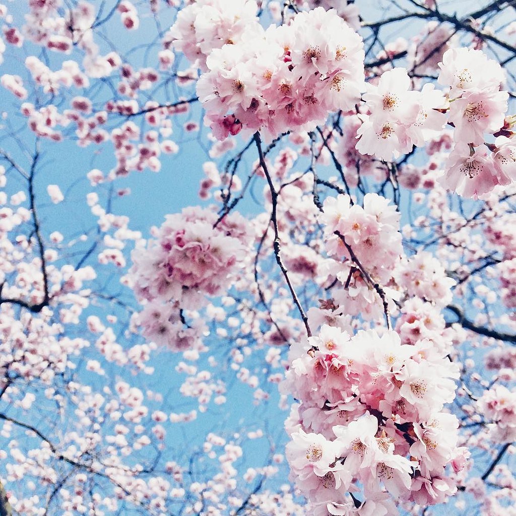 Volop genieten van de bloesem #snapseed #iphone #blossom #bloesem #lente #spring