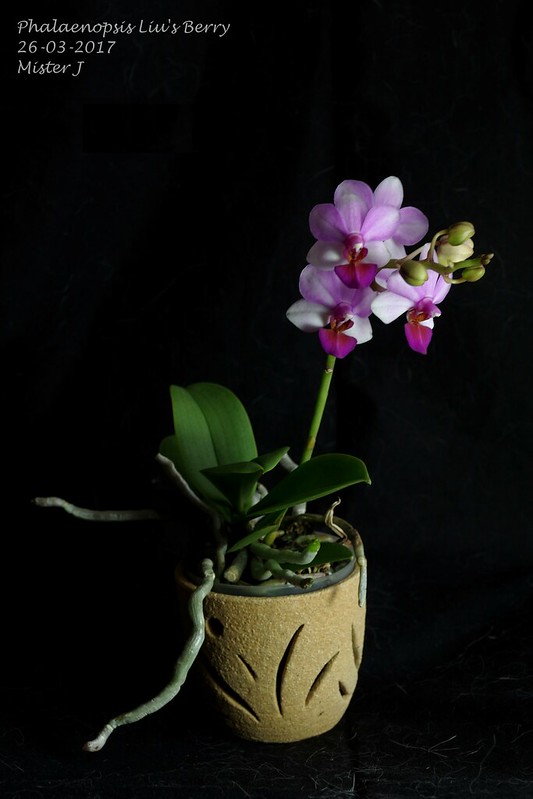 Phalaenopsis Liu's Berry (parishii x Eduardo Quisumbing) 33526748041_8dff4a3682_c