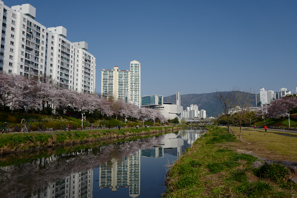 溫泉川櫻花