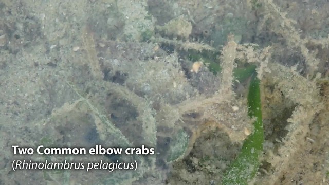 Common elbow crab (Rhinolambrus pelagicus)