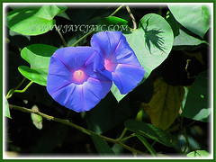 Ipomoea indica (Morning Glory, Blue Morning Glory, Oceanblue Morning Glory, Blue Dawn Flower) with flowers and heart-shaped leaves, 5 Aug 2011