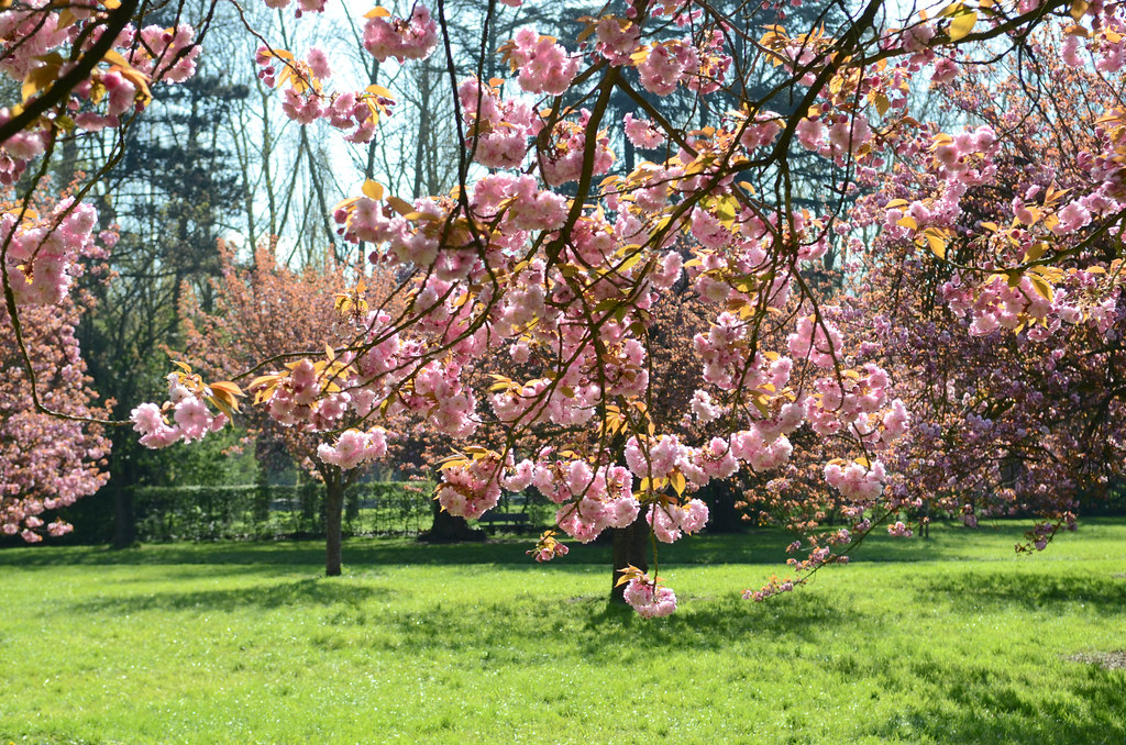 Les cerisiers du Parc de Sceaux
