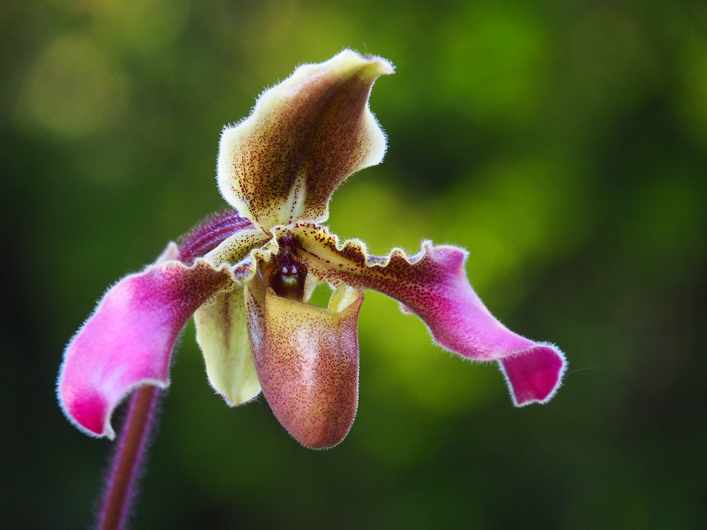 Paphiopedilum hirsutissimum 33722648452_58994f111b_b