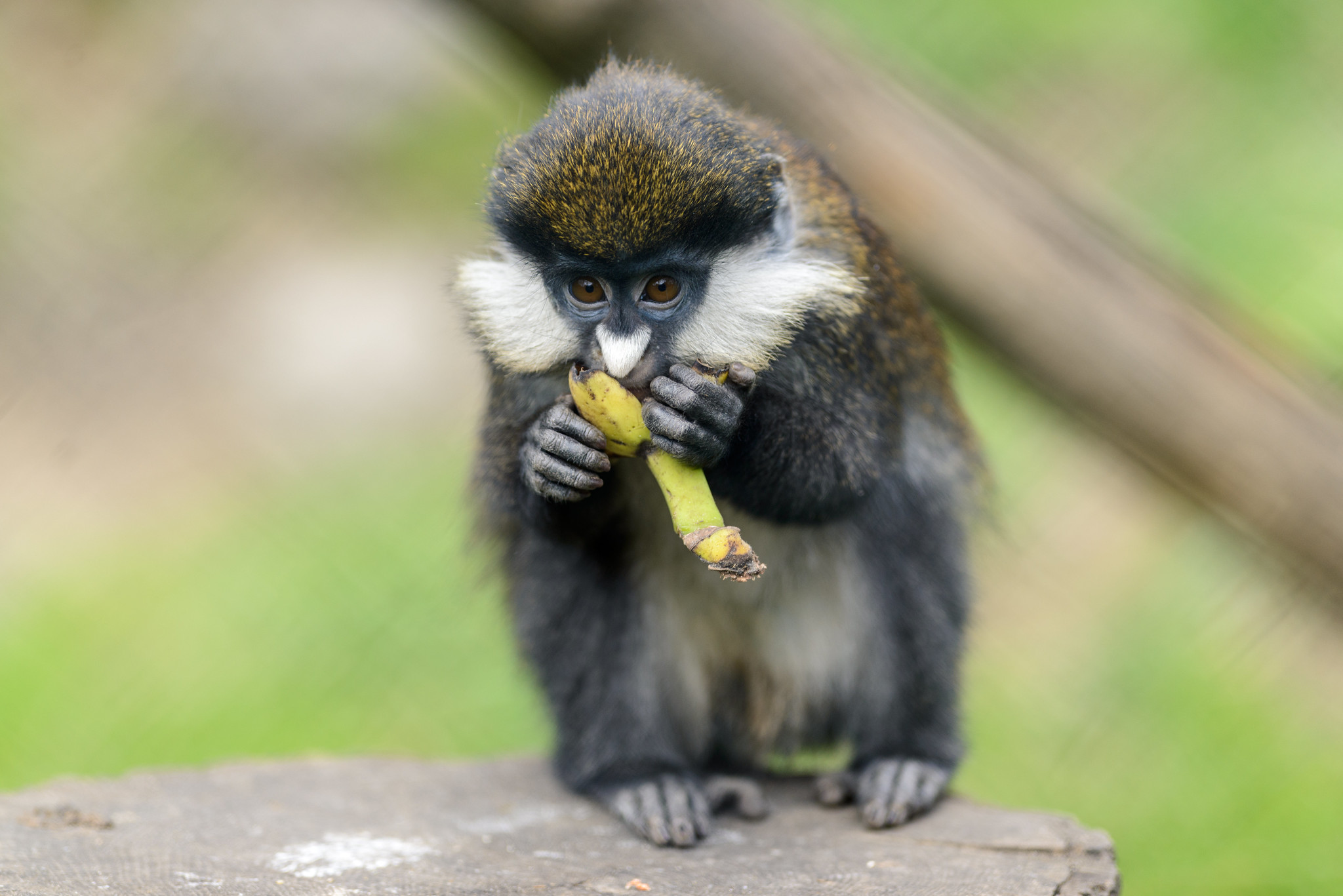Guenon Eating a Banana