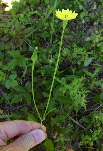 False Dandelion (Pyrrhopappus pauciflorus)