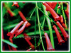 Russelia equisetiformis (Firecracker Plant, Coral Fountain/Plant, Fountain Plant, Coralblow)