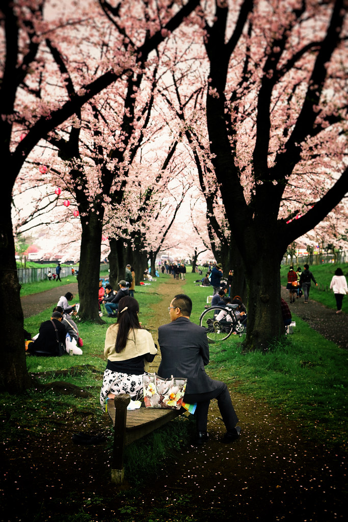 Romance Under Cherry Blossom, Japan