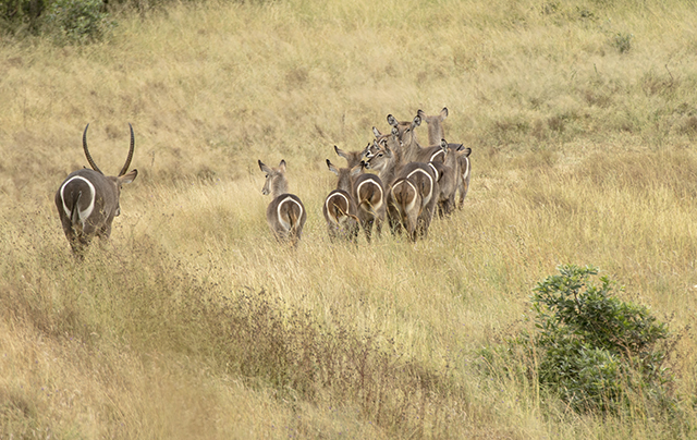 Kruger-Addiction: Cuarta visita por libre al Parque Nacional Kruger (Sudáfrica) - Blogs de Sudáfrica - Etapa 3: Nuestras experiencias en Skukuza camp (Kruger National Park) (13)