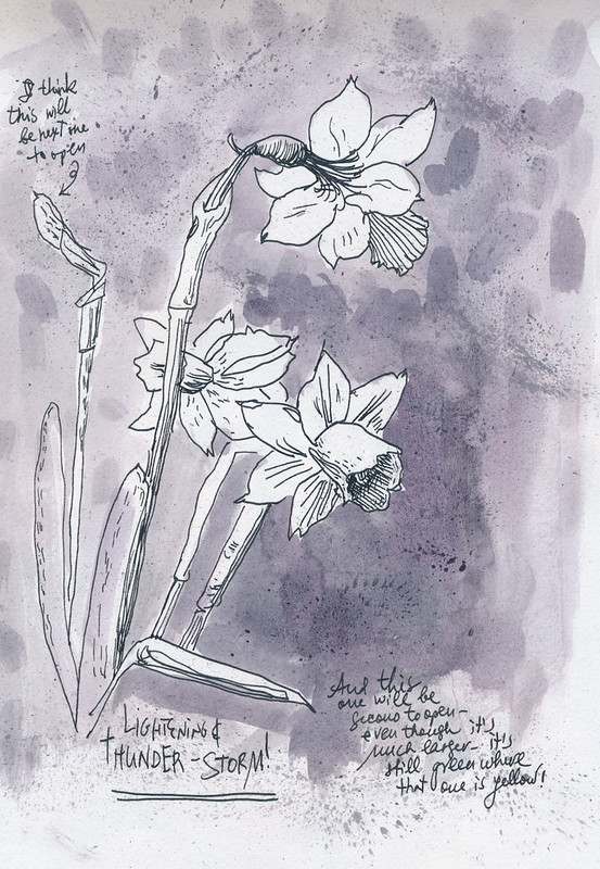 Sketchbook #102: Daffodils