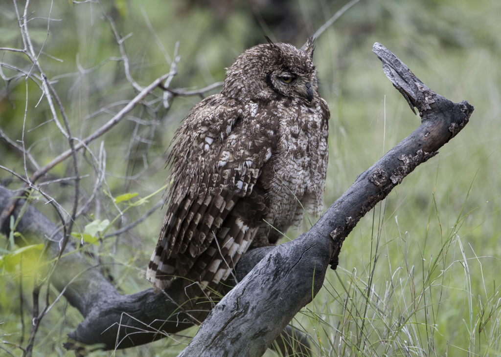 Spotted Eagle-Owl  Bubo Africanus