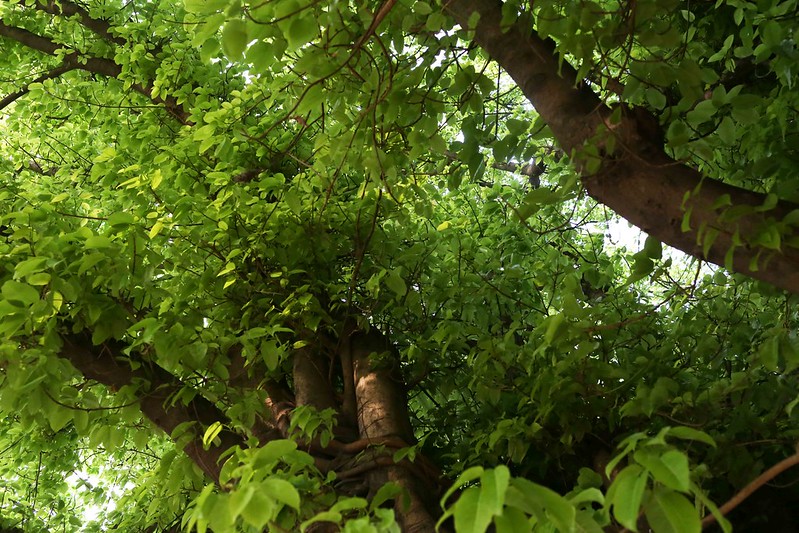 City Nature - The Grand Pilkhan Tree, Feroz Shah Kotla Ruins