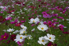 Cosmos with old lens