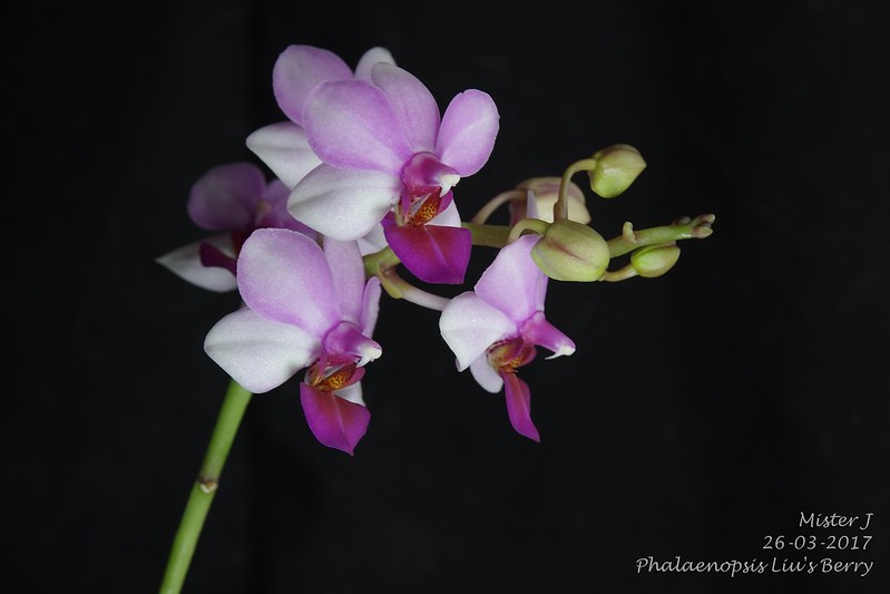 Phalaenopsis Liu's Berry (parishii x Eduardo Quisumbing) 33526750801_16b9a39fed_c